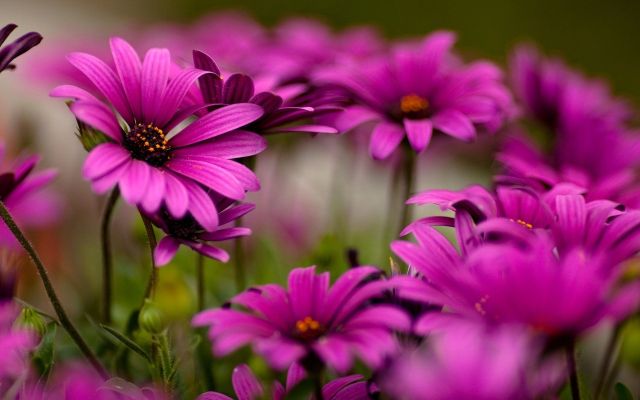 purple_flowers-wide